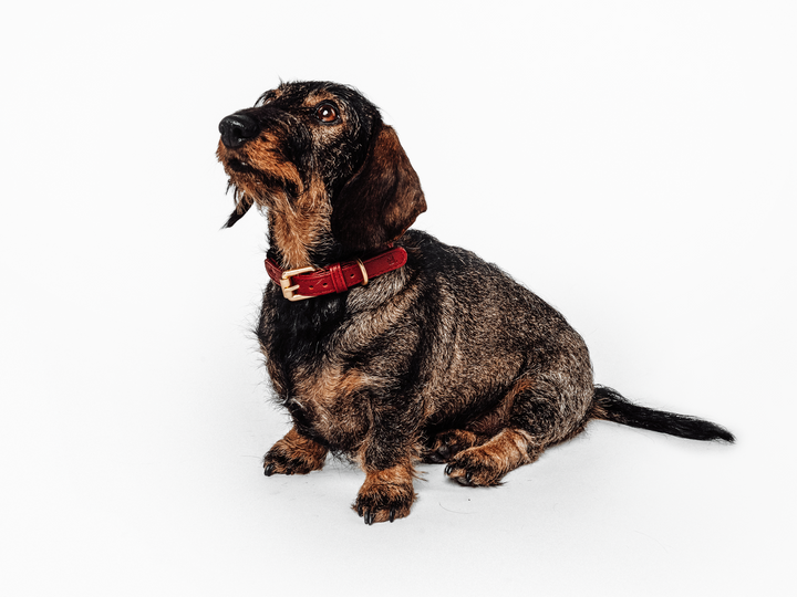 Burgundy Dog Leash