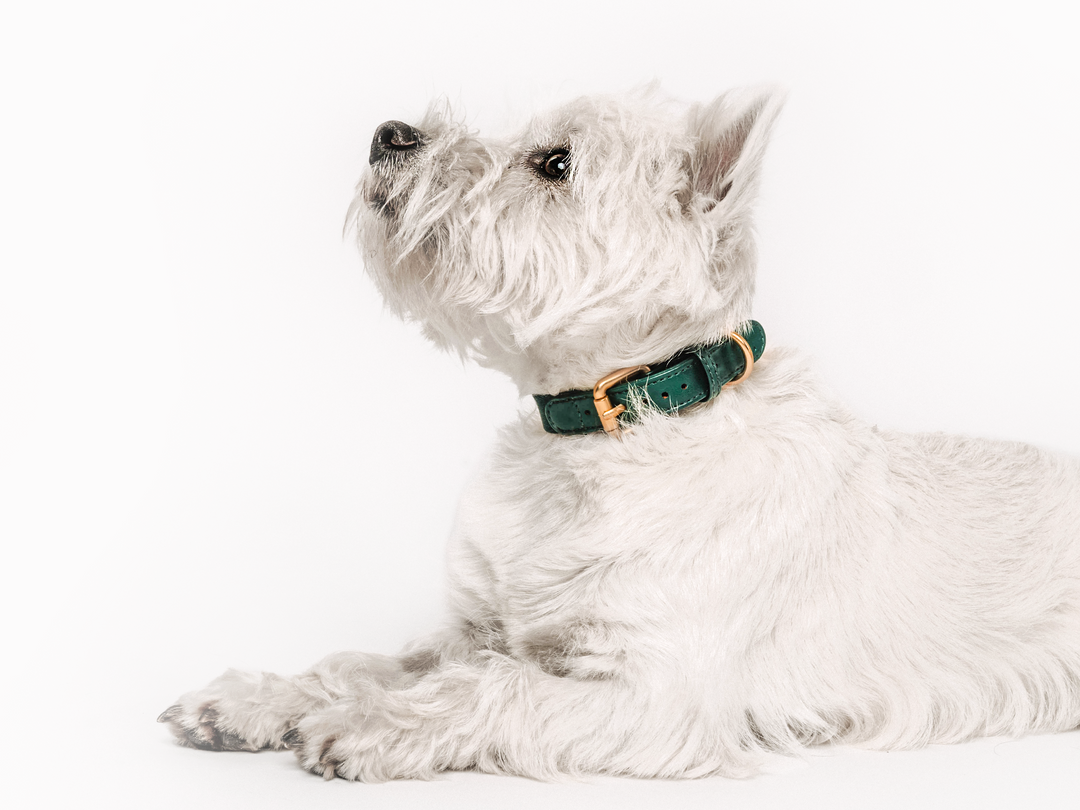 Green Dog Collar